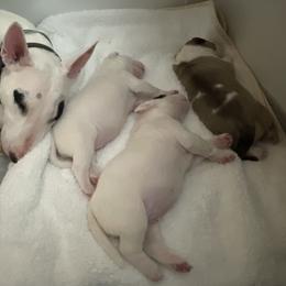Bull Terrier puppies from Empire Bull Terriers