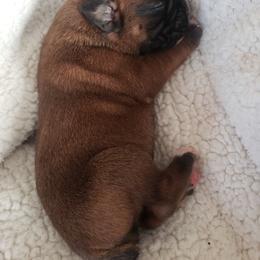 Boxer Puppies from Deutsche Boxer Von Exquisiten