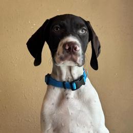 Aero - Liver and white male German Shorthaired Pointer puppy in Ulen, Minnesota from North Wind Gundogs