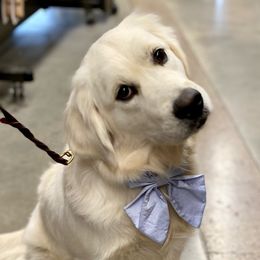 Sugar - Golden Retriever