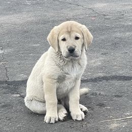Anatolian Shepherd Dog Puppies from Wild Rooster Family Farm (AKC Anatolians OFA Hips Tested)
