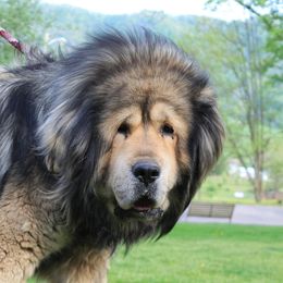 Paimon - Tibetan Mastiff
