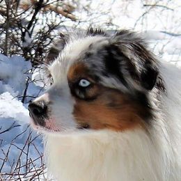 SS Colt - Miniature Australian Shepherd