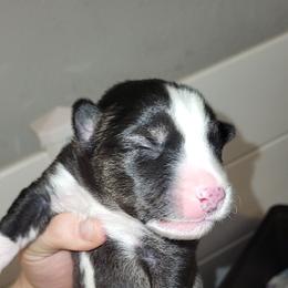 Dark Blue - Black and white male Siberian Husky puppy in Swansea, Illinois from Husky B's