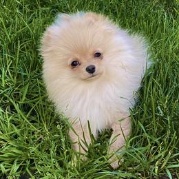 Pomeranian Puppies from Highlander Pomeranians