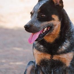 Flora (RETIREMENT HOME) - Blue speckled female Australian Cattle Dog puppy in Marana, Arizona from Impact 3rd Australian Cattle Dogs