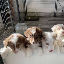 Australian Shepherd Puppies from WC Ranch