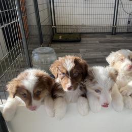 Australian Shepherd Puppies from WC Ranch
