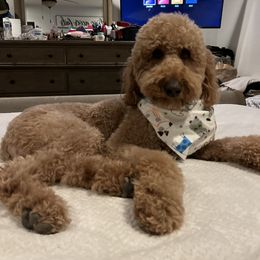Teddy - Goldendoodle