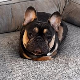 Nina - French Bulldog