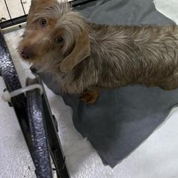 Luke - Dachshund