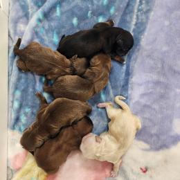 Boy 1 - male Shih Tzu puppy in Sapulpa, Oklahoma from Faith Hope and Love Shih Tzu's