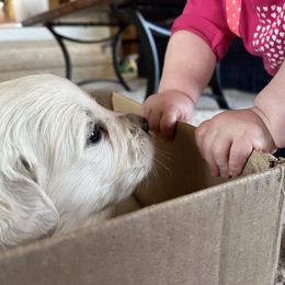 Golden Retriever Puppies from The Wildfire Ranch