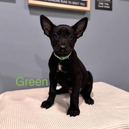 Green - Black sable male Belgian Malinois puppy in Muskegon, Michigan from Red Acres Working Line K9s