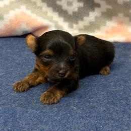 Henry TEACUP - Black and tan male Yorkshire Terrier puppy in Monticello, Iowa from Ashley’s Puppies