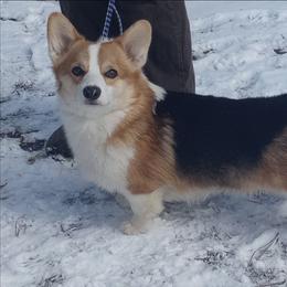 Norska - Pembroke Welsh Corgi