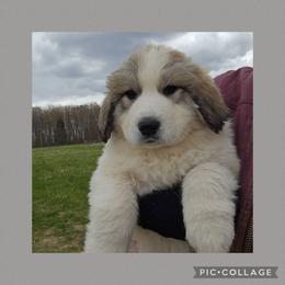 SAOIRSE- grey collar - White and badger female Great Pyrenees puppy in Mikado, Michigan from Brittain Family Farm