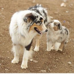 Australian Shepherd Puppies from Oro’z Farm Aussies