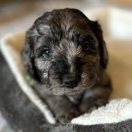 Goldendoodles from The Coastal Homestead
