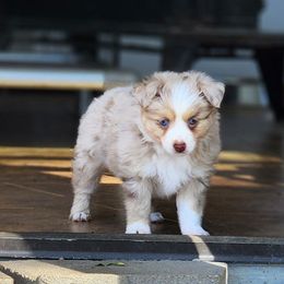 Latte - Red merle Toy Australian Shepherd puppy in Long Lane, Missouri from Sunshine Sugar B Mini Aussies