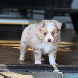 Latte - Red merle Toy Australian Shepherd puppy in Long Lane, Missouri from Sunshine Sugar B Mini Aussies