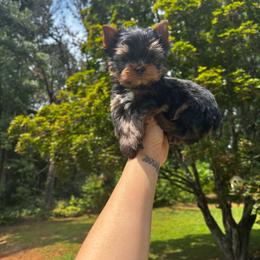 Red boy READY NOW - Black and tan male Yorkshire Terrier puppy in Cornelia, Georgia from Kruz Kennels