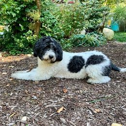 Flying Star Angel - Portuguese Water Dog