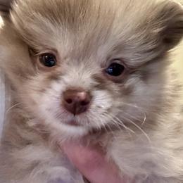 Butch Cassidy - Chocolate merle male Pomeranian puppy in Lake Forest Park, Washington from Tea Pup Pomeranians