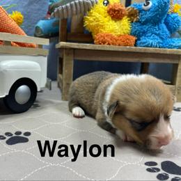 Waylon - Red male Pembroke Welsh Corgi puppy in Apison, Tennessee from Ashmore Corgis