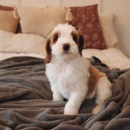 Goldendoodle Puppies from Peach and Honey Doodles