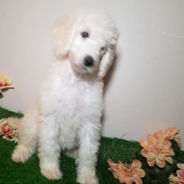 Poodle Puppies from Standard Hearts