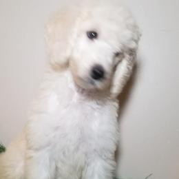 Poodle Puppies from Standard Hearts