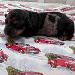 Sparkle - Dapple female Dachshund puppy in Live Oak, Florida from Johnson’s Weiner Farm