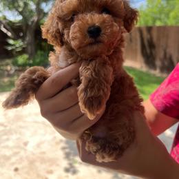 Teddy - Red  male Poodle puppy in Fort Worth, Texas from Mama's Adorable Poodles