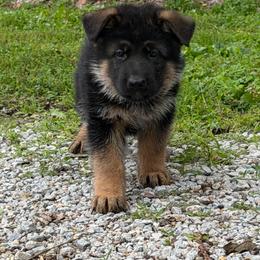 Blue collar - Black and red male German Shepherd puppy in Pana, Illinois from von Fenja German Shepherd Dogs