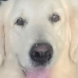 Snow Belle - Golden Retriever