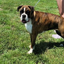 Jazmine - Boxer