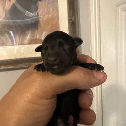 Girl 2 - Black female Miniature Schnauzer puppy in Upland, California from Rising Minis of Upland