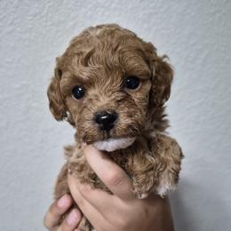 Maple - Red  male Poodle puppy in Chandler, Arizona from Fabi toy Poodle