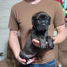Violet - Black brindle female Cane Corso puppy in Mason City, Illinois from Red Wood Cane Corso