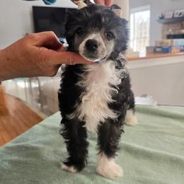 Cindy LouWho - Black and white female Chinese Crested puppy in Bel Air North, Maryland from ConeraIsles Kennel