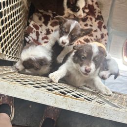 Miniature Australian Shepherd Puppies from Macks Mini Aussies