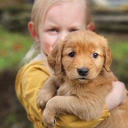 Mark - Golden Golden Retriever puppy in Lebanon, Oregon from Soda Springs Kennel