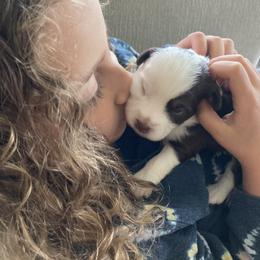 Miniature American Shepherd and Miniature Australian Shepherd Puppies from Husker Mini Aussies