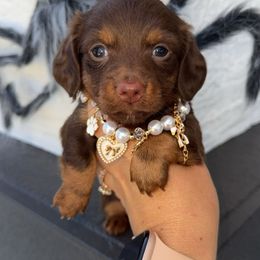 Diva - Chocolate and tan female Dachshund puppy in North Fort Myers, Florida from Trust Fund Devil Kennel