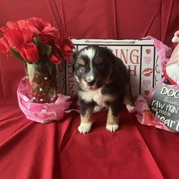 Miniature Australian Shepherd and Toy Australian Shepherd Puppies from Autumn & Colt’s Aussies