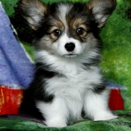 American Corgi Puppies from Martinez Corgis