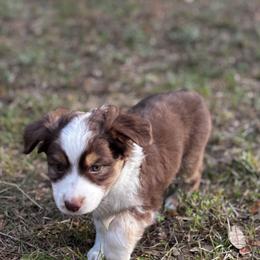 Daisy - Red & white female Toy Australian Shepherd puppy in Ocala, Florida from Crazy Aussie Chaos