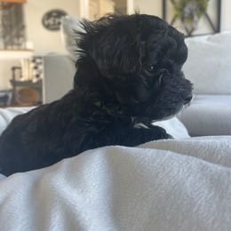 Yorkipoo Puppies from Bossman Yorkipoos