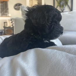 Yorkipoo Puppies from Bossman Yorkipoos